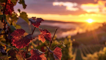 Comment agit la vigne rouge sur votre corps ?