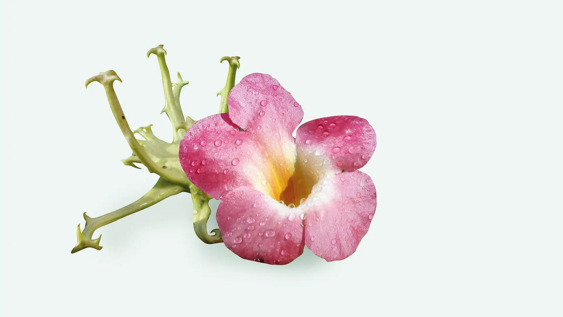 Quelles plantes pour les douleurs articulaires et musculaires ?