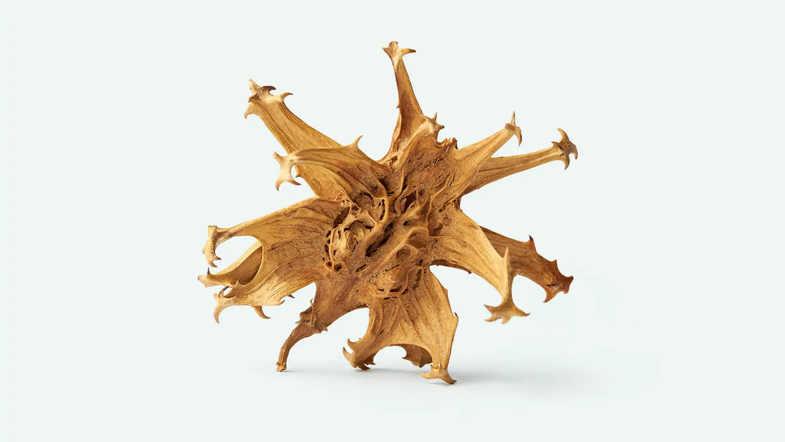 L’Harpagophytum : une plante pour les douleurs articulaires légères