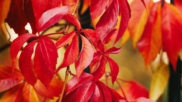 La vigne rouge pour lutter contre une mauvaise circulation sanguine