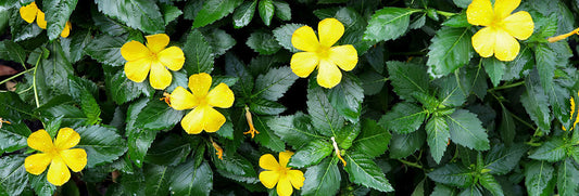 Aphrodisiaque femme : quels sont les meilleurs produits et remèdes naturels pour stimuler le désir ?