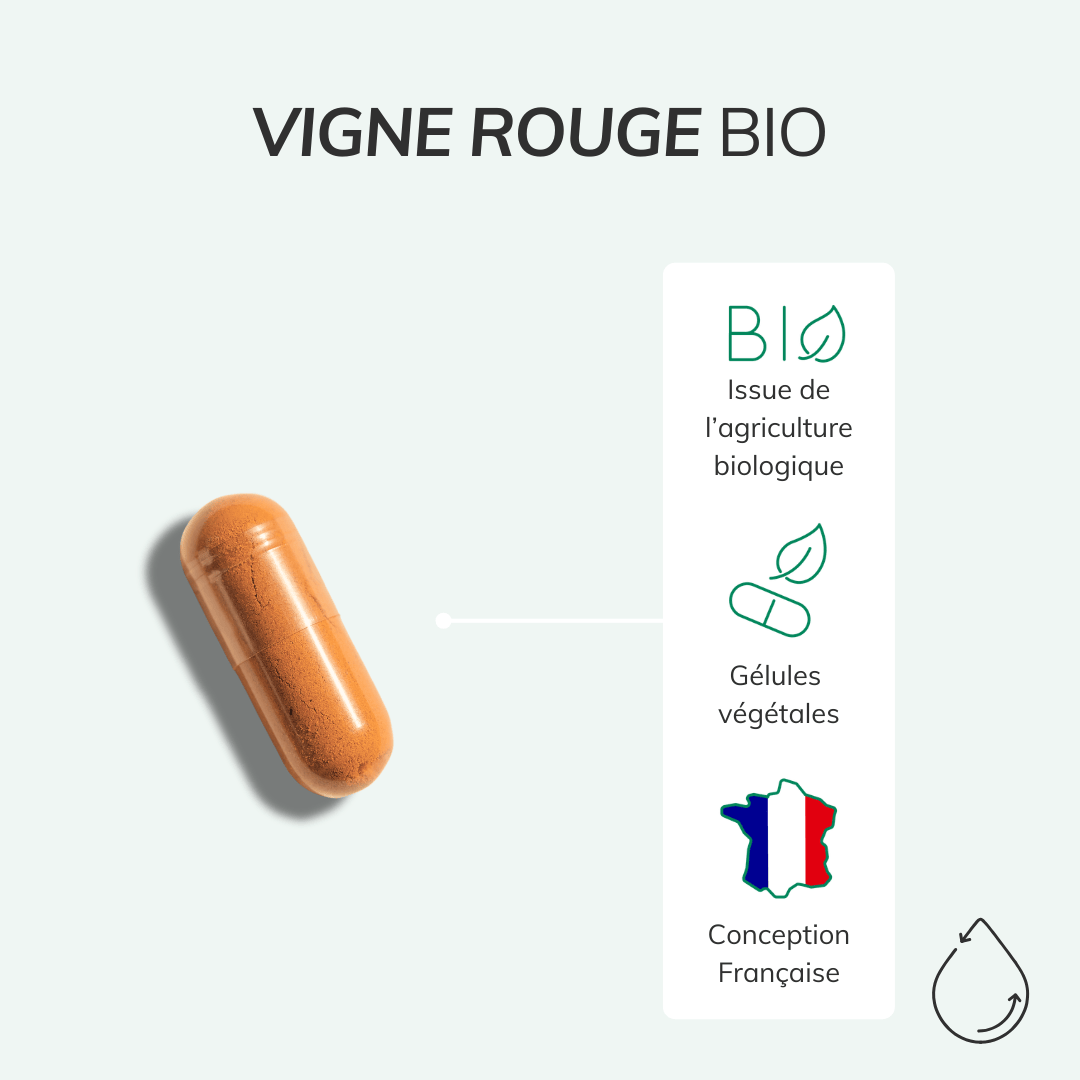 Vigne rouge BIO - Circulation veineuse